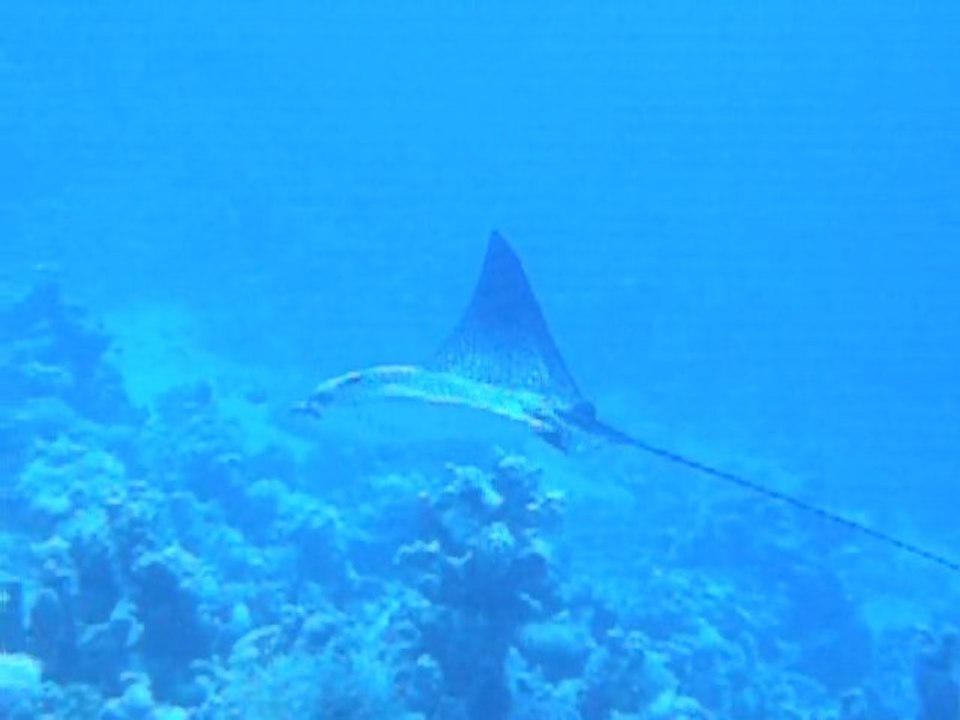 Petite raie aigle observée en Mer Rouge sur le site de Sha'ab Sheer 11/06/2011