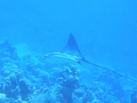 Petite raie aigle observée en Mer Rouge sur le site de Sha'ab Sheer 11/06/2011