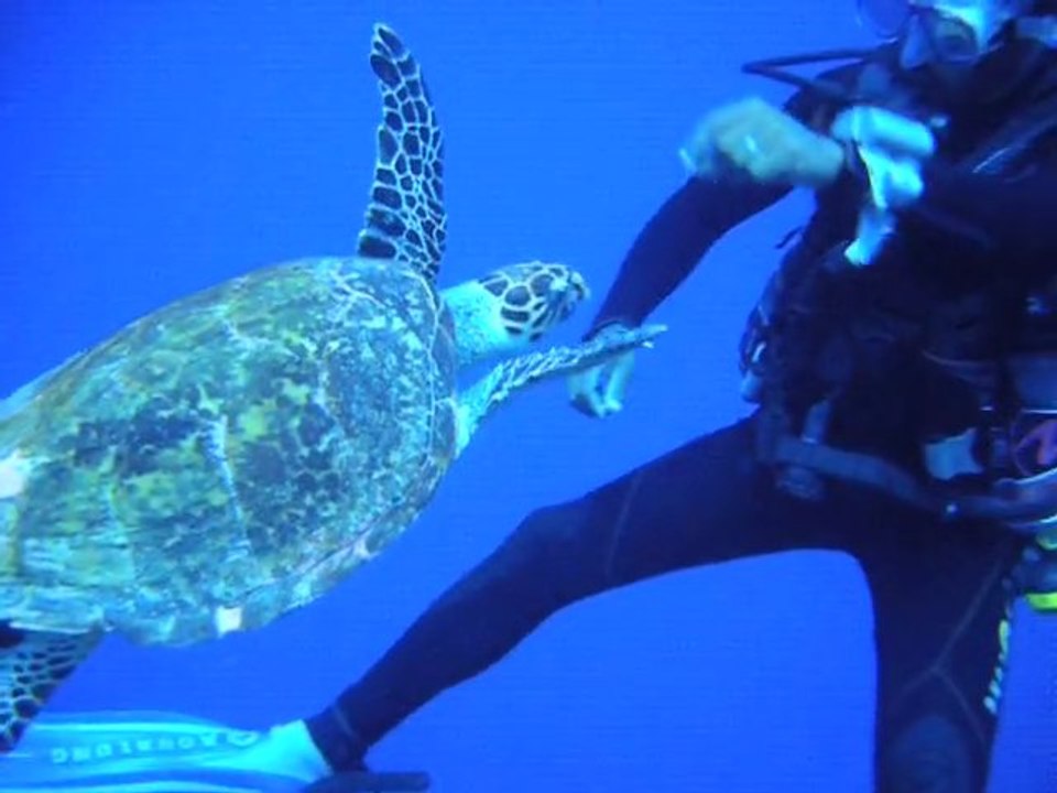 Une tortue qui a du chien, Safaga, site Abu Kefan Sud, le 8 Juin 2011