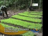 Suspension de erradicacion de cultivos ilegales de coca es contribuir con hordas terroristas