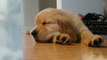 Luxury Dog Beds - Where will your pet dog sleep?
