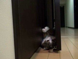 Cat Finds Relaxing Spot