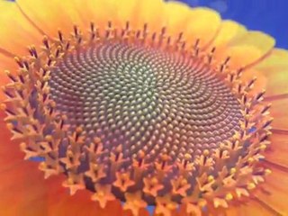 Nature by Numbers - Wow