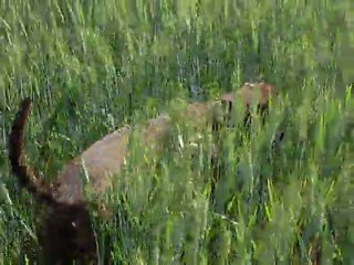 canelle (biche ) dans les hautes herbes