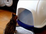 Nos chatons jouent avec leur litière - G&G Bengal cat
