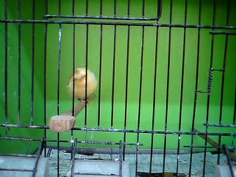 Tümay AŞÇIOĞLU 2011 Gloster Yavrularından