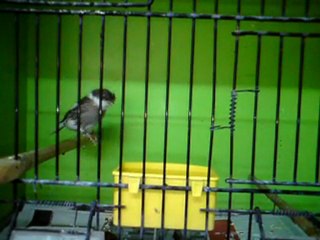 Tümay AŞÇIOĞLU 2011 Gloster Yavrularından