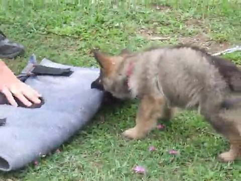 G'SAM du Domaine de Kilorff 9 semaine - Le 18 08 2011