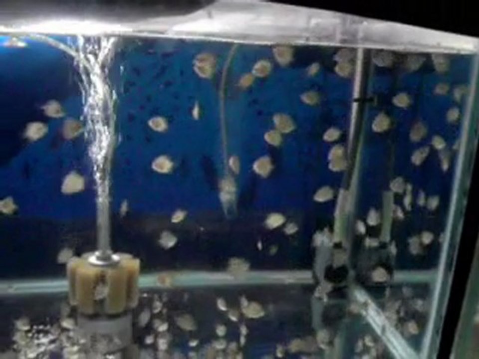 rt ve pıgeon yavrular