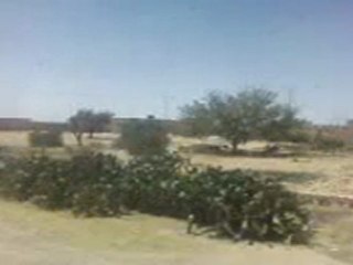 bir salah la hencha sfax tunisie (2)