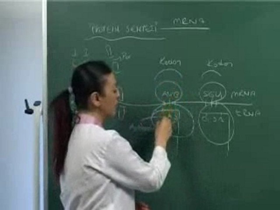 Yönetici Moleküller ve Protein Sentezi | www.eBiyoloji.Org