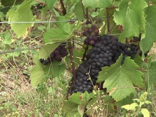 Vendanges très précoces en Champagne