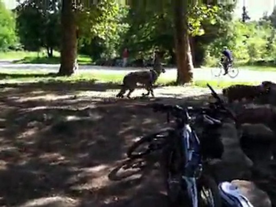 dasko avec des loups...