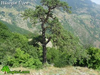 DAVUL ZURNA  EŞLİGİNDE   BAGTAŞI KASABASI