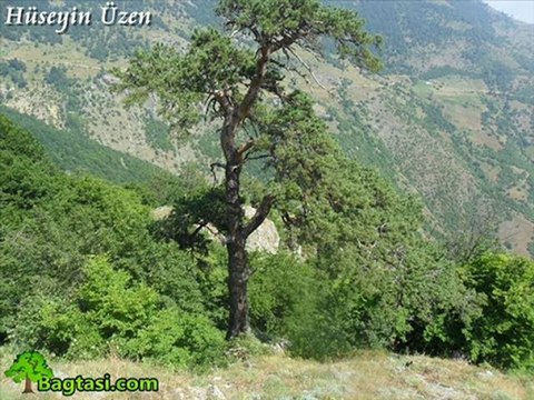 DAVUL ZURNA EŞLİGİNDE BAGTAŞI KASABASI