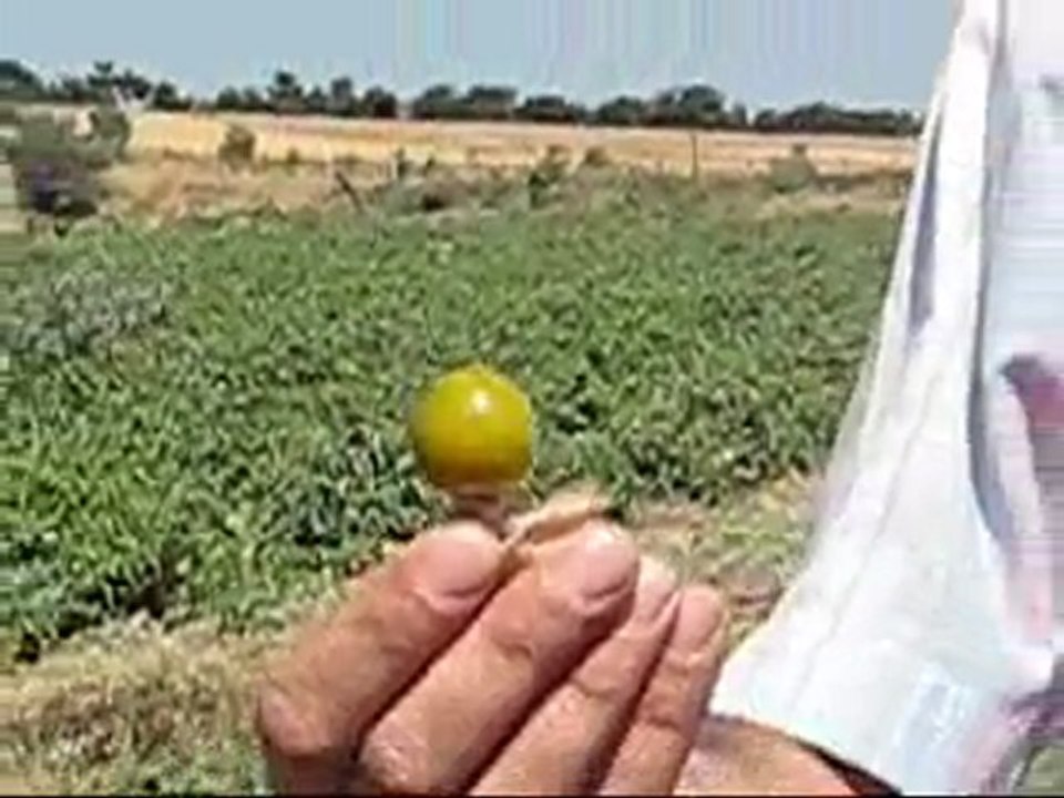 altın çilek Çanakkale de...haber17Tv