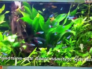 Aquarium Eau Douce Planté Ramirezi Bleu