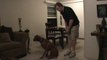 Chandler Dog Trainers In-Home (480)818-4899 LOSE THE LEASH