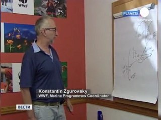 Russie : deux nageurs blessés par un requin