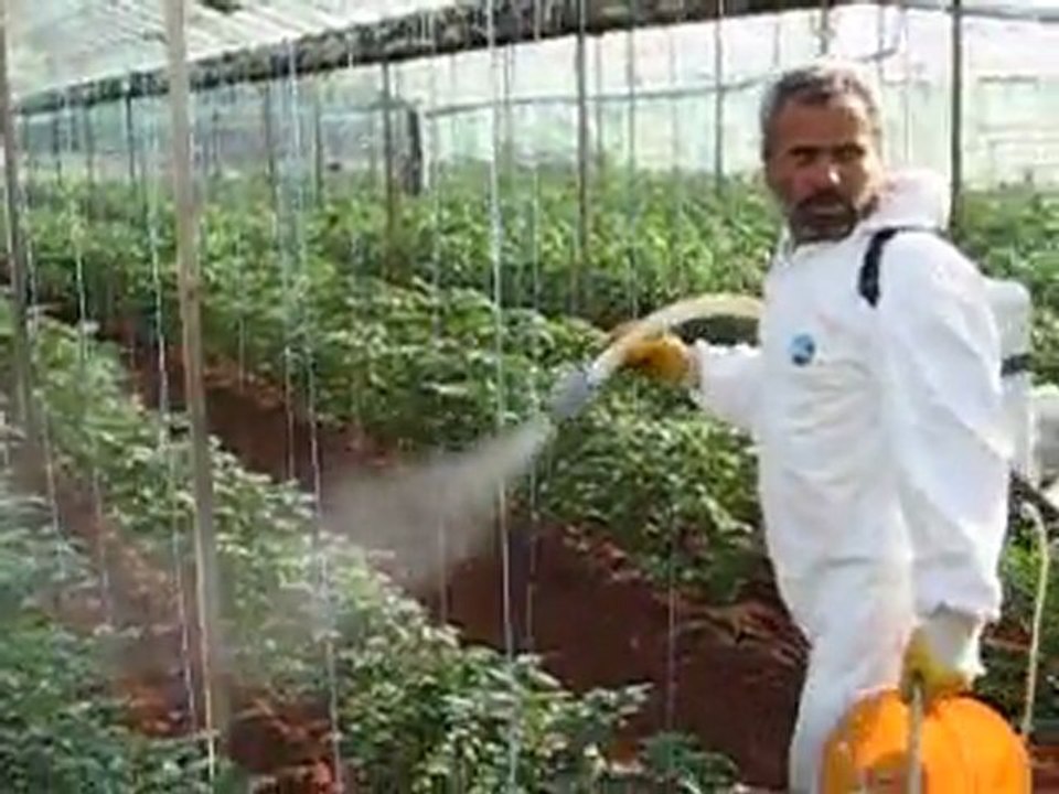 seralarda ilaçlama yapılırken 4