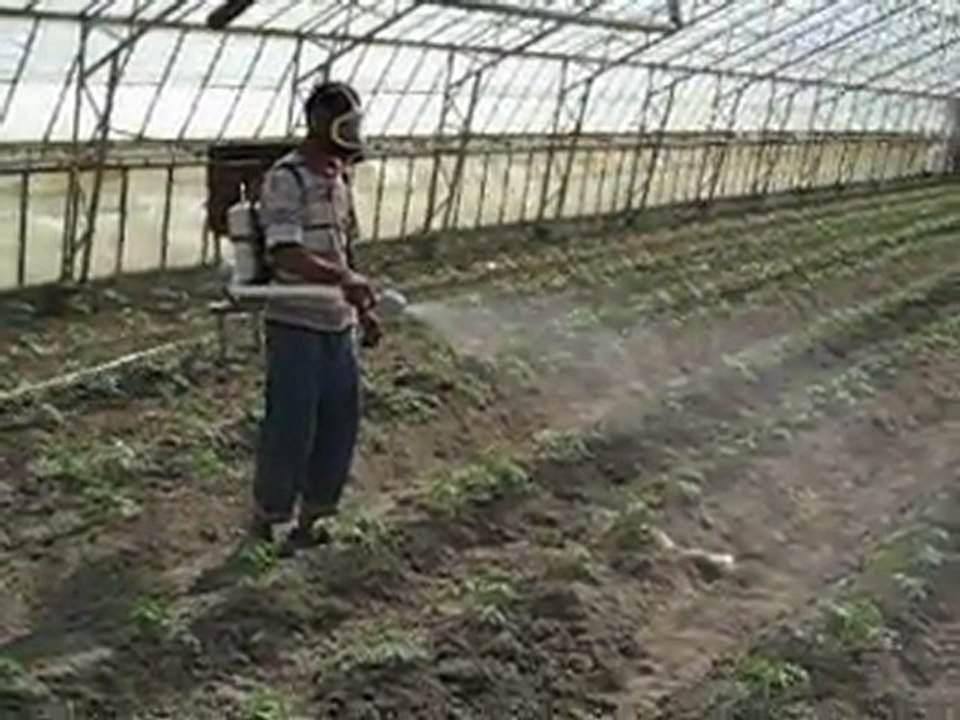 seralarda ilaçlama yapılırken 5