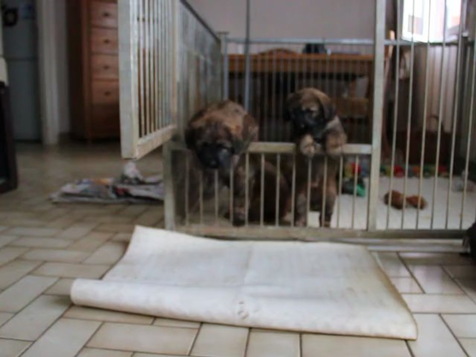 Goof sort de la cage, enfin libre !!!