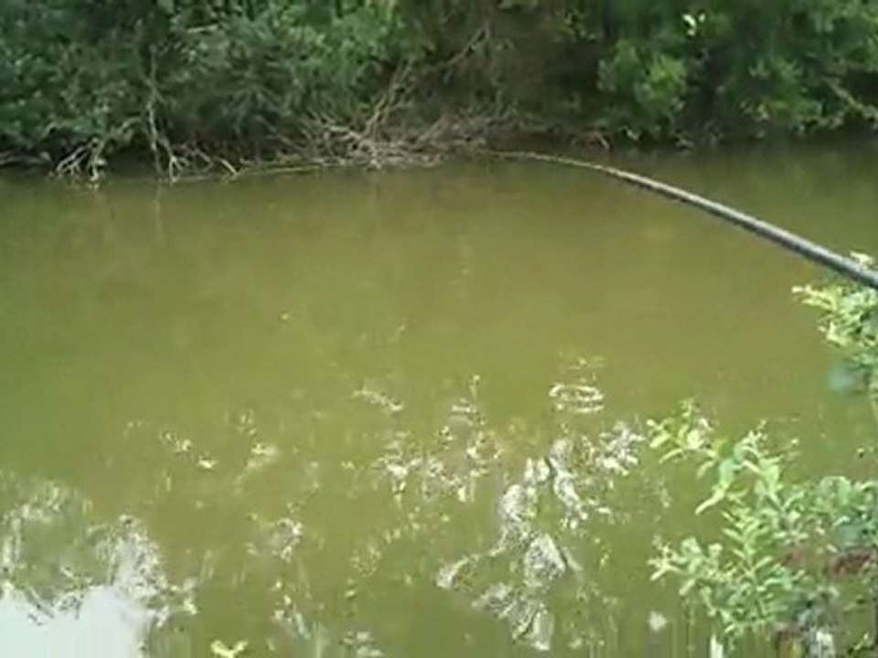 [Pache carpe au coup] mission suicide au bord des arbres... ben ... aie ^_^