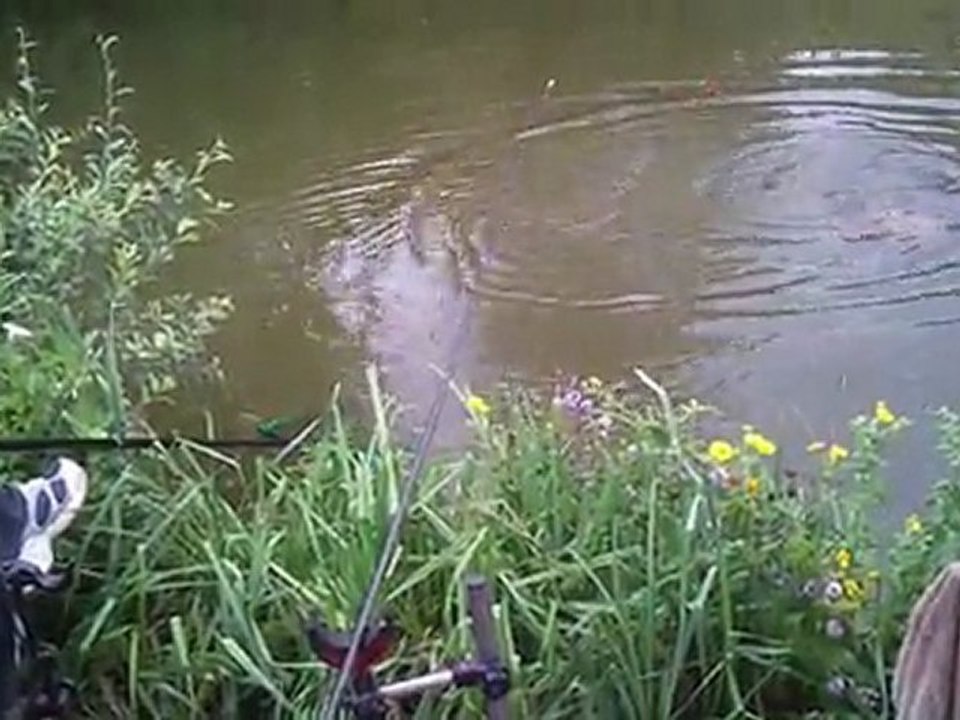 [Peche carpe au coup] petit combat pour une 3.5 kg