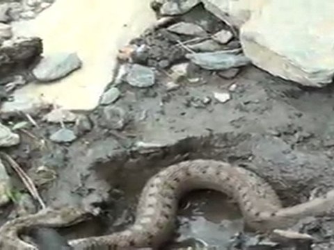 VACANCES 2011 - 06/07 - Os de Civis - Rencontre Insolite