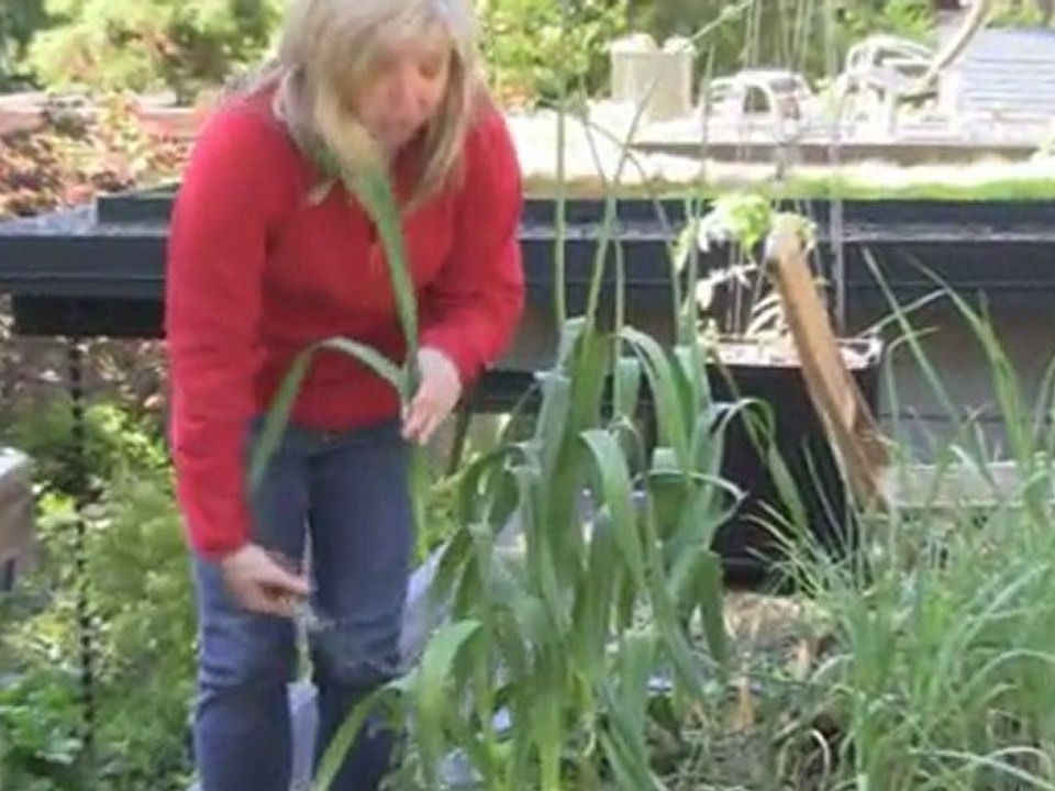 August 20/11  Senga's Vlog Flowering Garlic - What Does ...