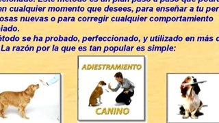 curso adiestramiento canino - como adiestrar un perro - como adiestrar a un cachorro