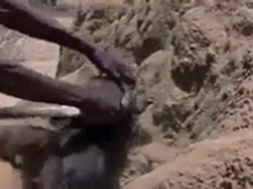 Afrikalı yerli su kaynağını nasıl buluyor