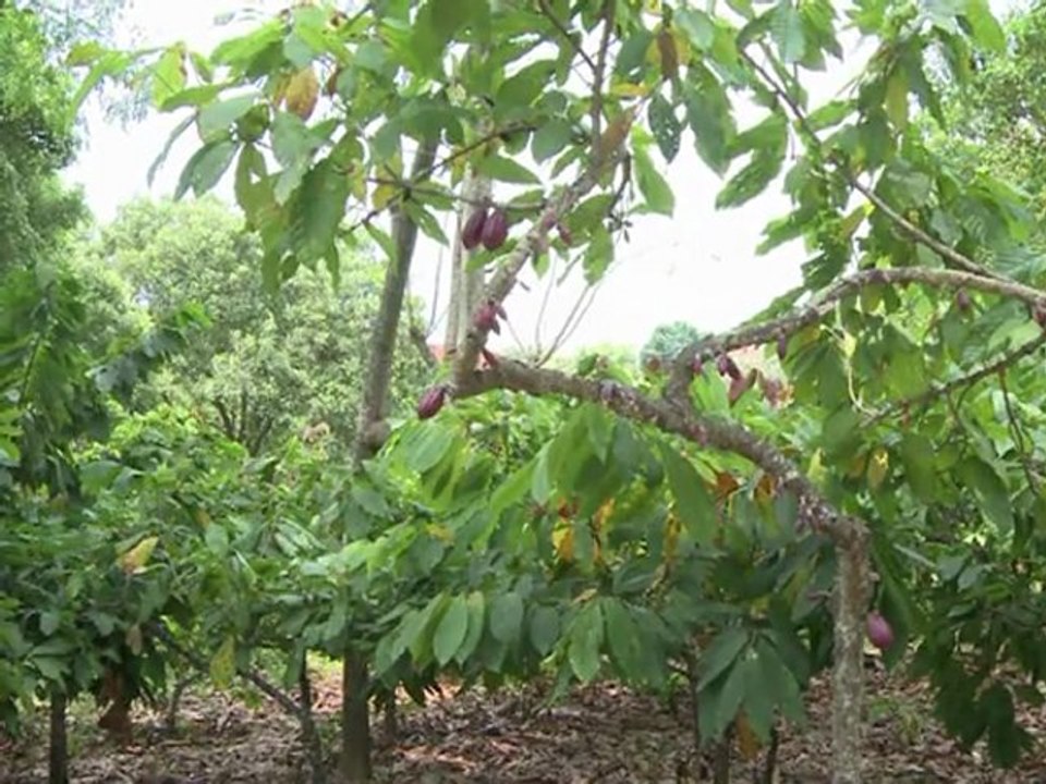 'Ilhas do cacau'