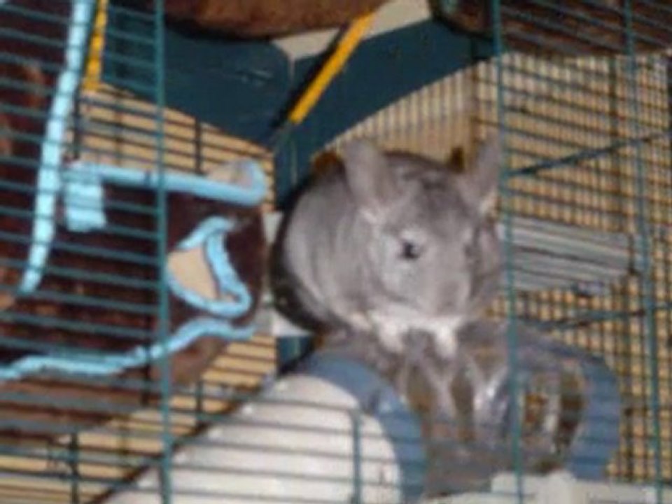 Biscotte et Praline..