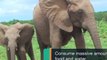 5 Fun Facts About Elephants