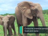 5 Fun Facts About Elephants