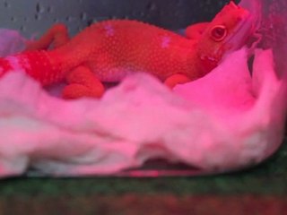 Leopard Gecko Yin In Humid Hide After Shedding