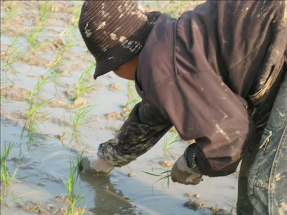 Le dur travail du paysan riziculteur au Viet Nam : le repiquage des plants de riz