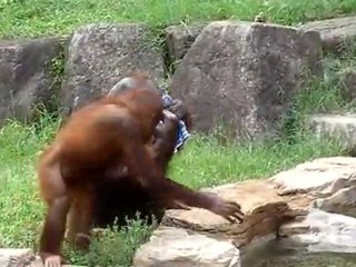 Orangutan cools himself like human