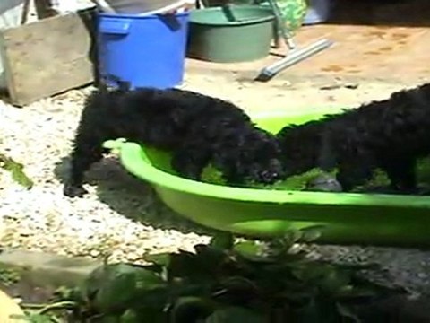 Barbet: pups stay cool