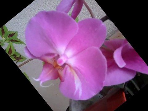 l anniversaire du loup solitaire comme toujours a 47 ans