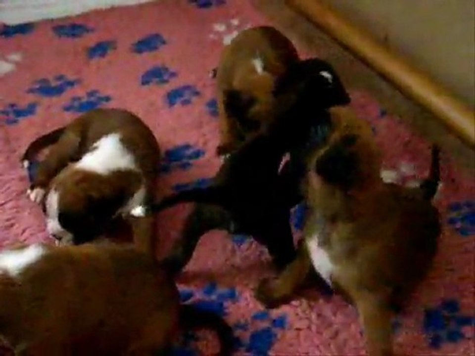 A la sortie du Bar des Mamelles à 20 jours, 2011-08-18. (CHEYENNE de SAINT QUINIS X UCELLO du DOLON / Portée des "G" 2011)