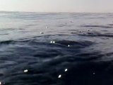 plongée dauphins à l'horizon