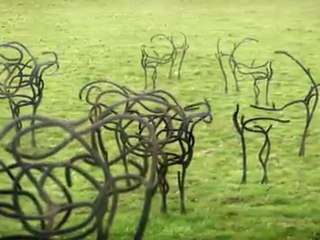 Cows  Cows  Fight The Power !!