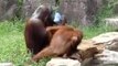 Orangutan At Japanese Zoo Cools Itself With Towel