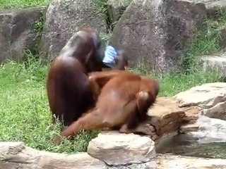 Orangutan At Japanese Zoo Cools Itself With Towel