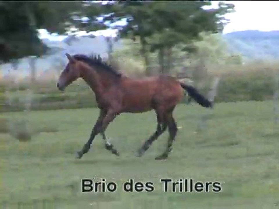 Balko, Bahia et Brio des Trillers - PRE PP poulains 2011