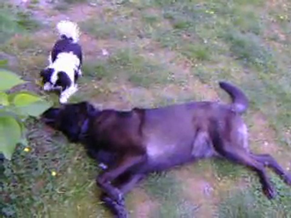 EGLANTINE joue avec sa grande copine ...