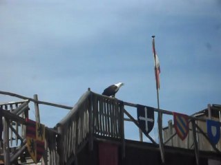 Zoo D'Amnéville: Spectacle Des Rapaces 3