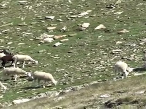 VACANCES 2011 - 15/07 - Pic de Font Blanca